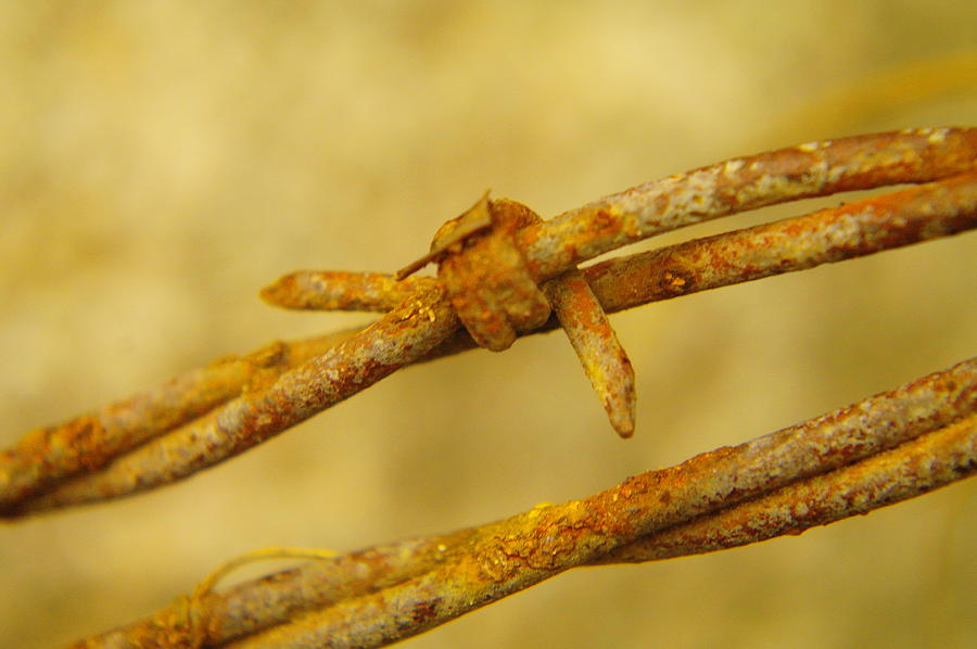 Rusty Barbed Wire Photograph