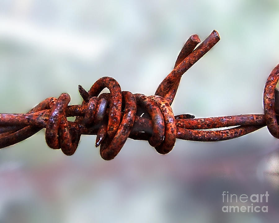 Rusty Barbed Wire Photograph by Kristen Fox
