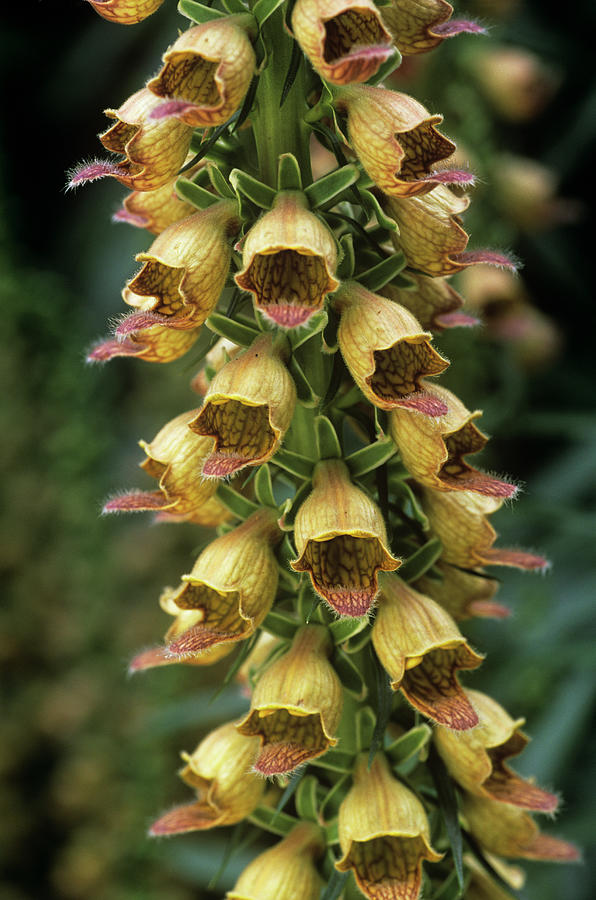 Rusty Foxglove (digitalis Ferruginea) Photograph by Anthony Cooper ...