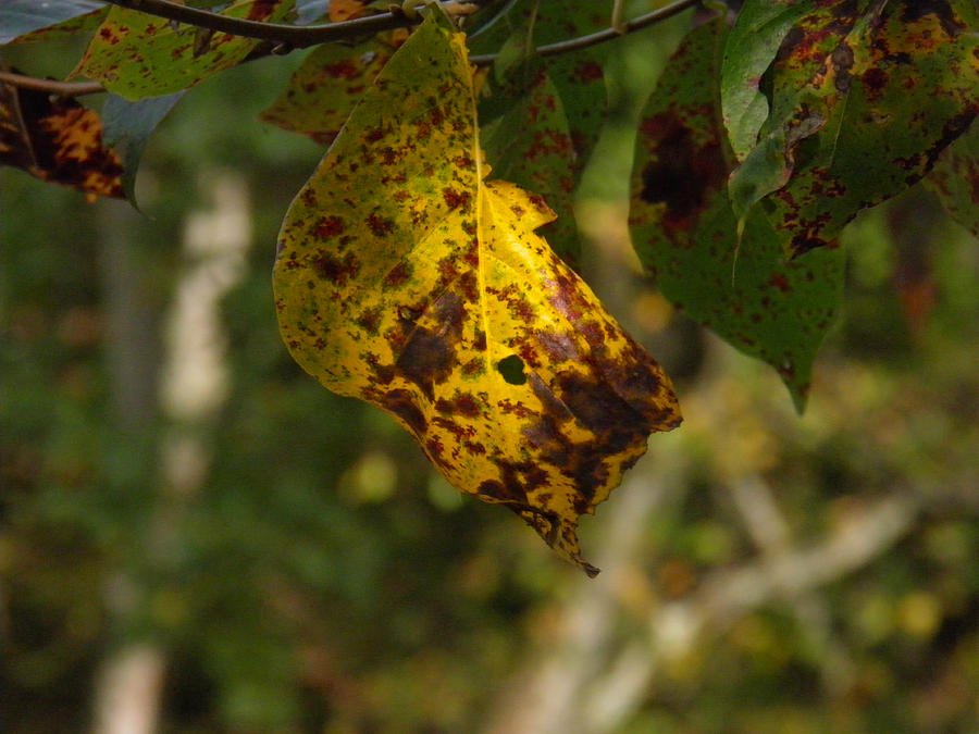 Rusty Leaf Photograph by Nick Kirby Fine Art America