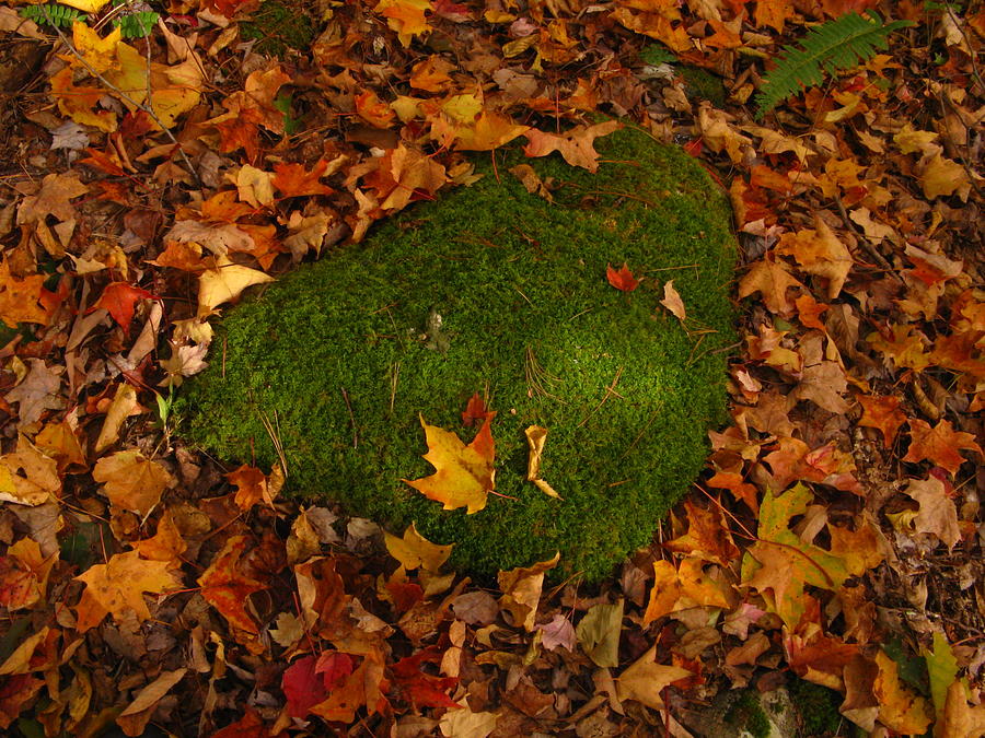 Rusty Leaves and Moss Photograph by Bill Tomsa