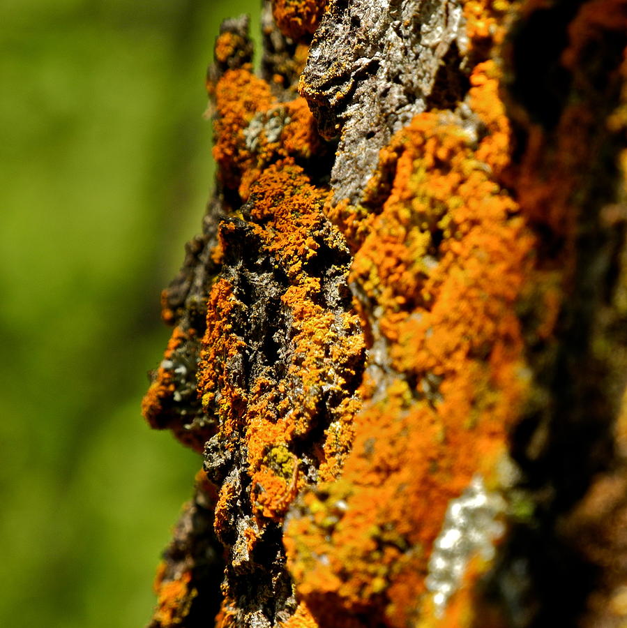 Rusty Moss and Green Bokeh Photograph by Kirsten Giving