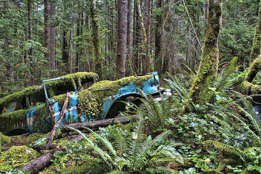 Rusty Old Car in the Forest Photograph by Peggy Collins