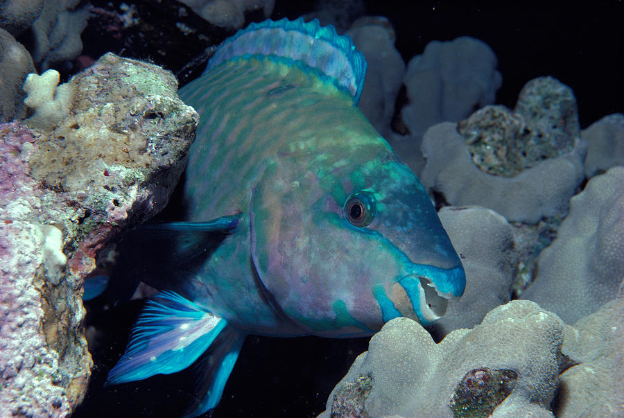 Fish Photograph - Rusty Parrotfish by Jeff Rotman