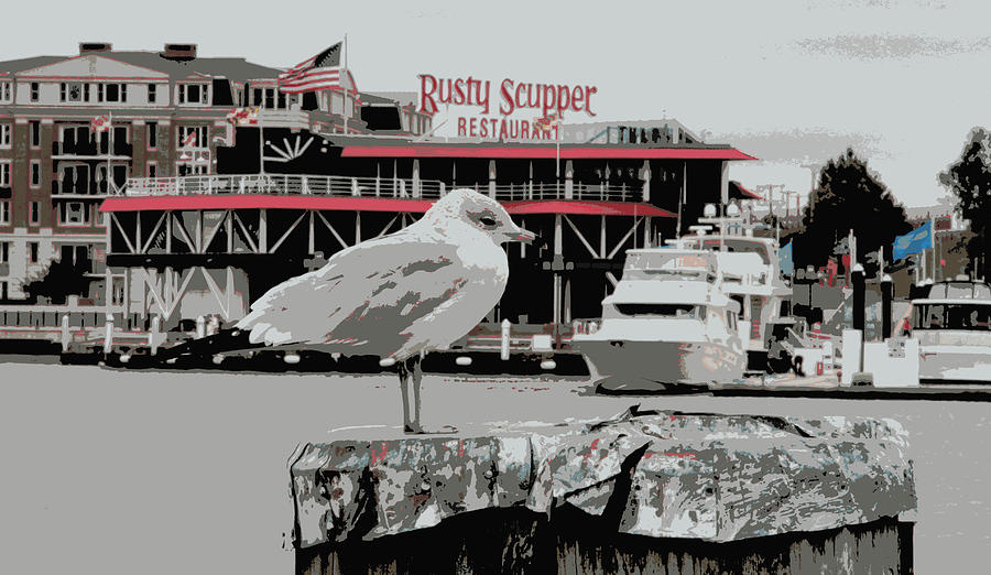 Rusty Scupper Seagull Photograph by Alice Gipson