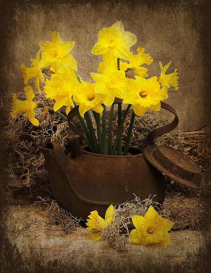 Rusty Teapot/Daffodils Photograph by Trudy Wilkerson