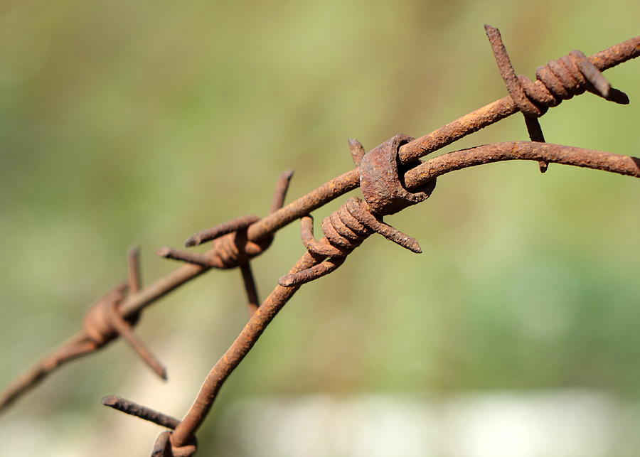 Rusty thorny fence Photograph by Rita Adams