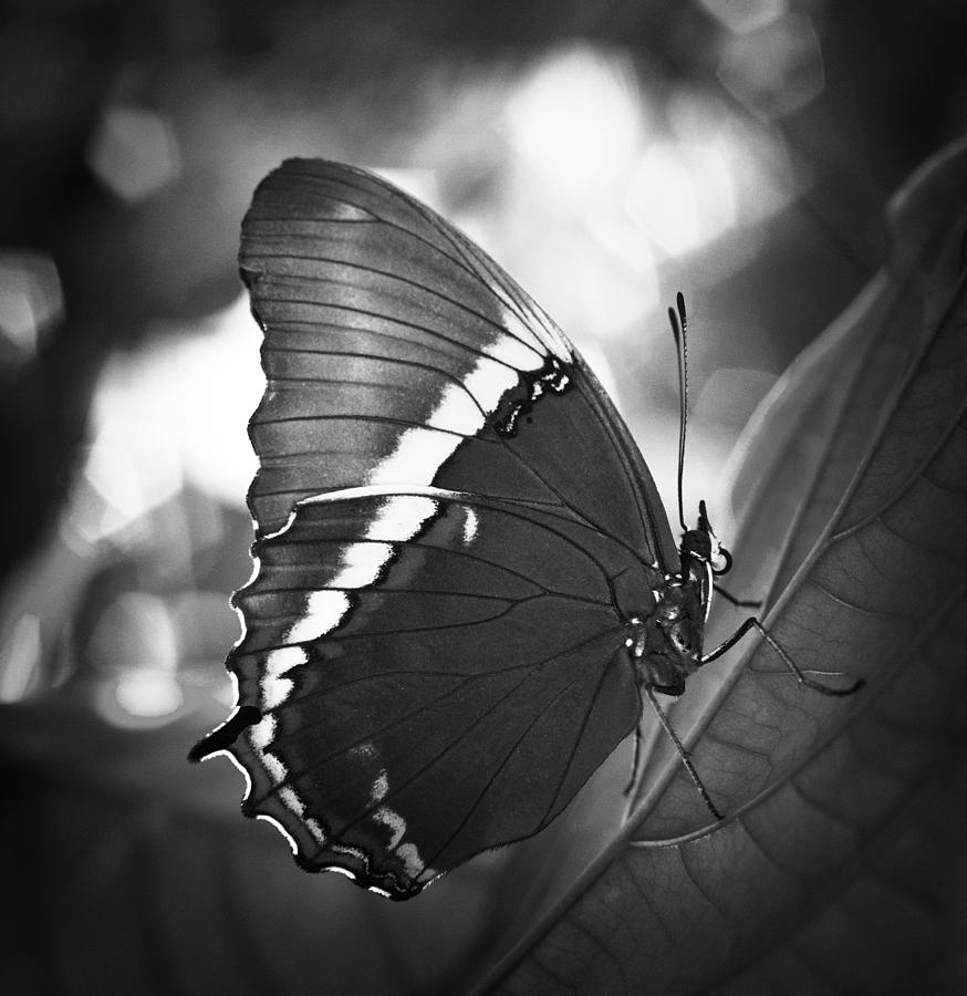 Rusty Tip Butterfly Black And White Photograph by Bradley R Youngberg
