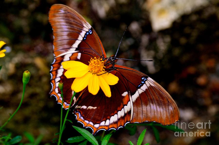 Daisy Photograph - Rusty-tipped Page Butterfly by AnnaJo Vahle