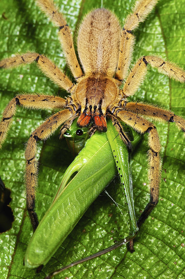 Rusty Wandering Spider Eating A Katydid Photograph by James Christensen