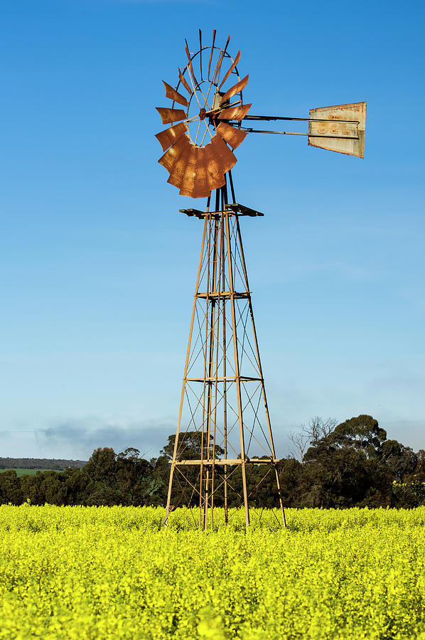 Rusty Windmill Amongst Canola Fields Photograph by Peter Chadwick