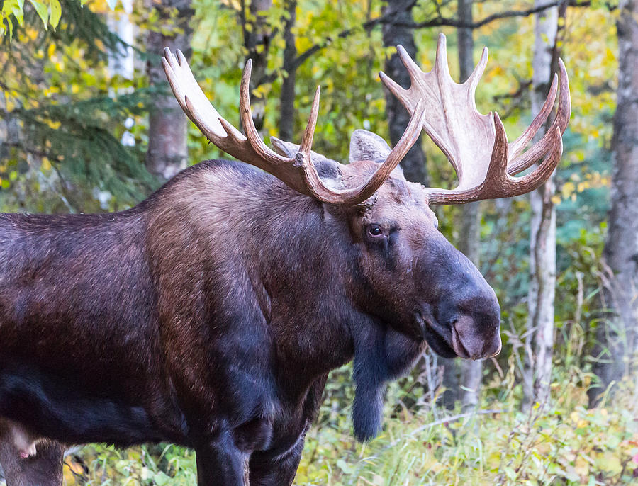 Rutting Alaskan Bull Moose Photograph by Sam Amato