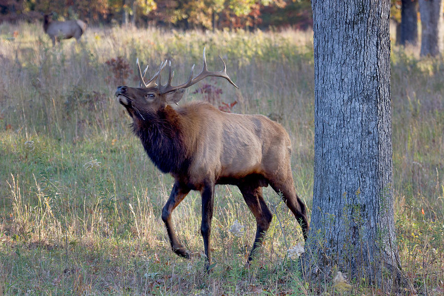 Rutting Elk Photograph by Robert Camp