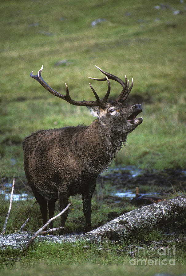 Rutting red deer stag Photograph by Phil Banks