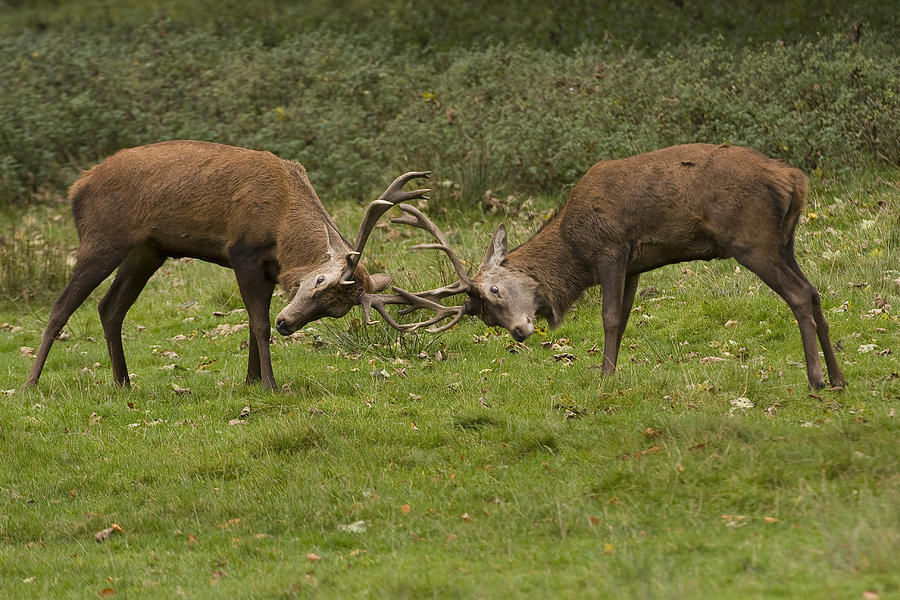 Rutting Stags Photograph by Paul Scoullar