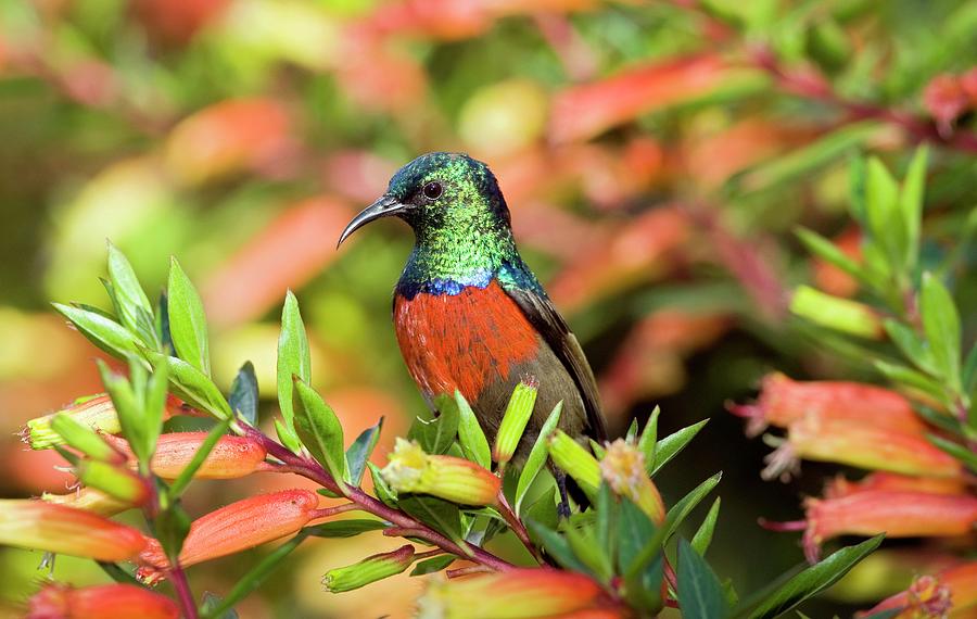 Sunbird Photograph - Ruwenzori Double-collared Sunbird Male by Tony Camacho/science Photo Library Sunbird Photograph - Ruwenzori Double-collared Sunbird Male by Tony Camacho/science Photo Library