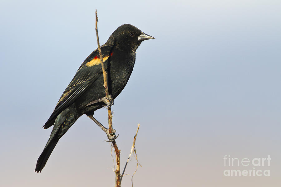 Ring-Winged Blackbird on stick Photograph by Bryan Keil
