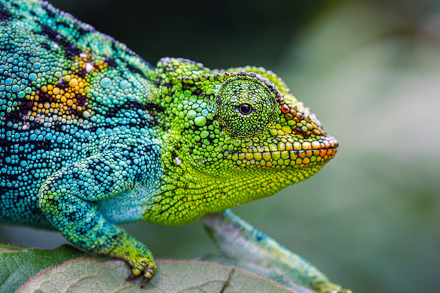 Rwenzori three-horned chameleon Photograph by Jonne Seijdel
