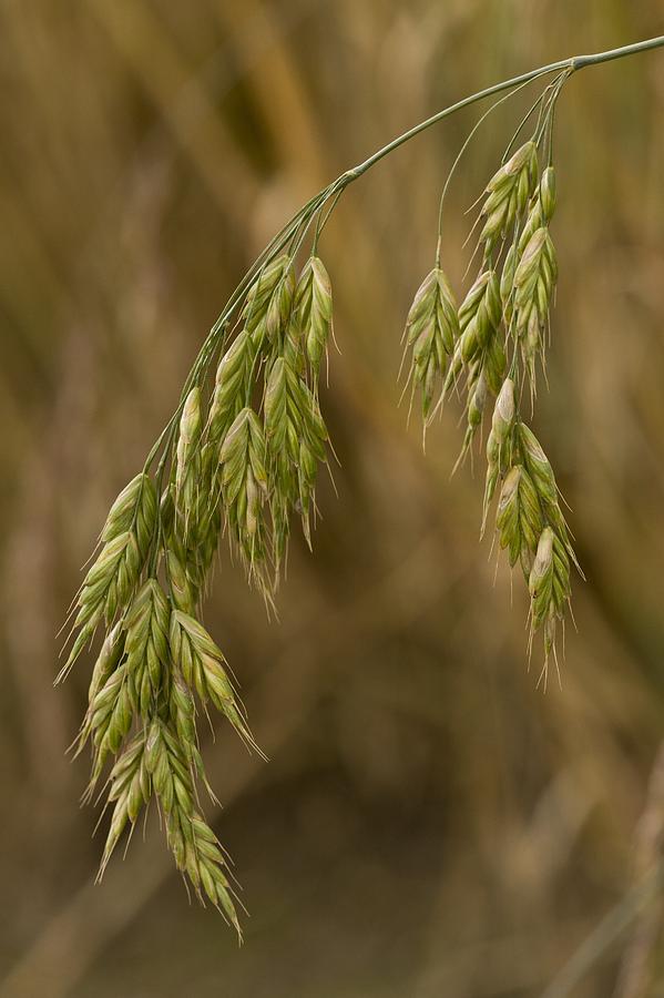 Rye Brome (Bromus secalinus) Photograph by Science Photo Library