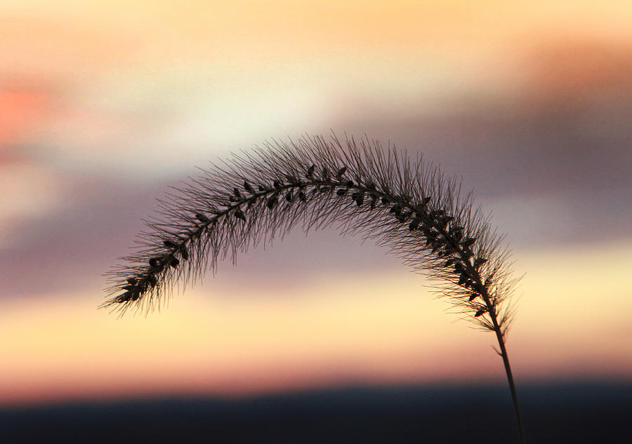 Rye in the wind Photograph by Earl Carter - Fine Art America