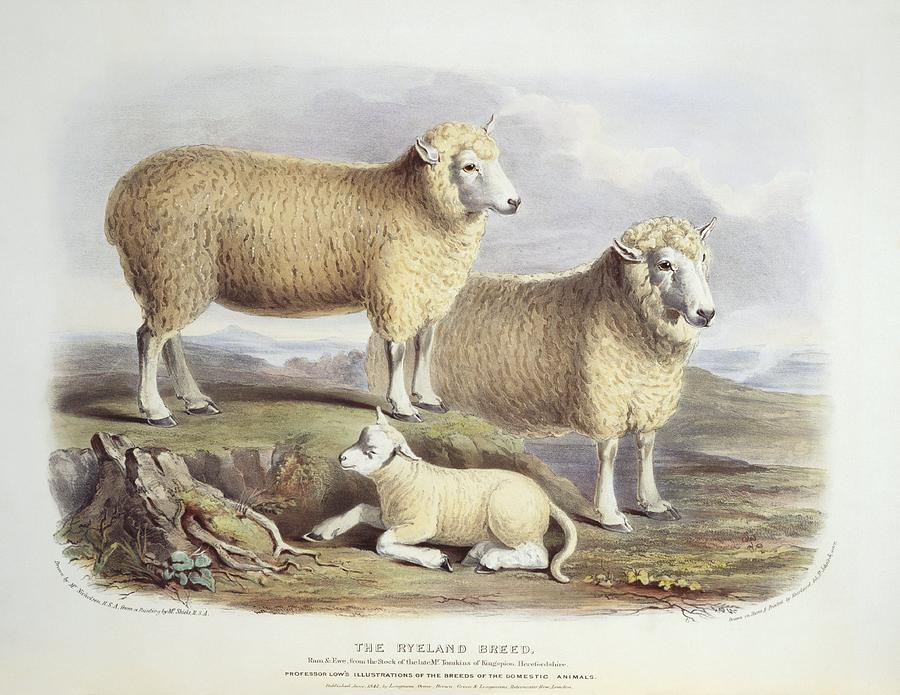 Ryeland Sheep, 19th century Photograph by Science Photo Library