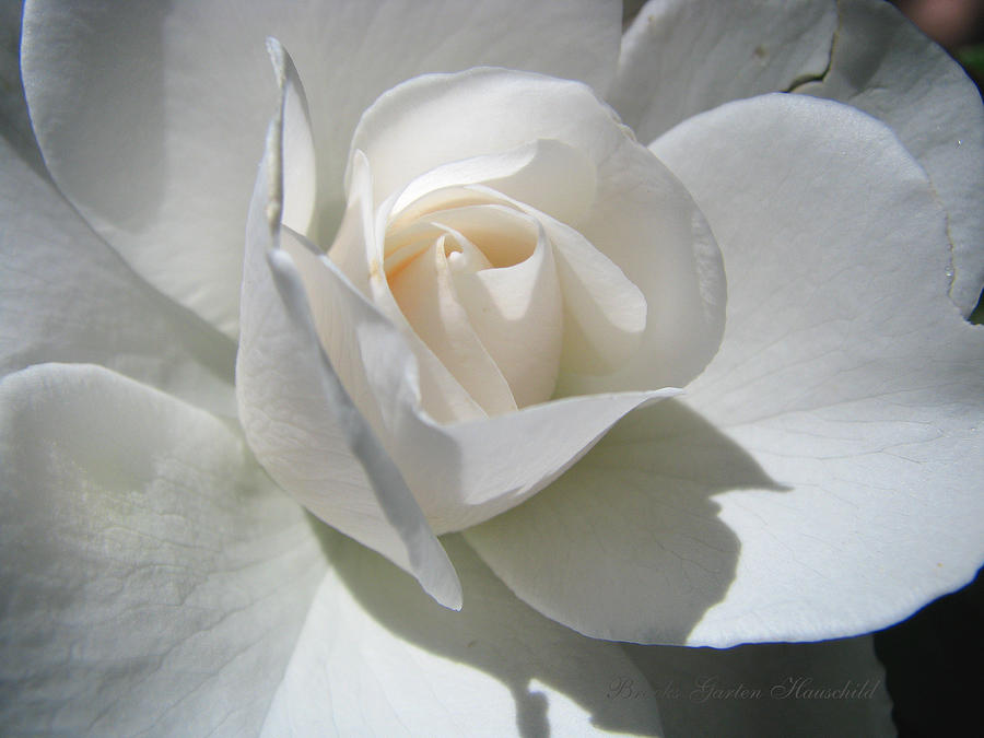 S i m p l i c i t y - White Rose Art - Flora Photography Photograph by Brooks Garten Hauschild