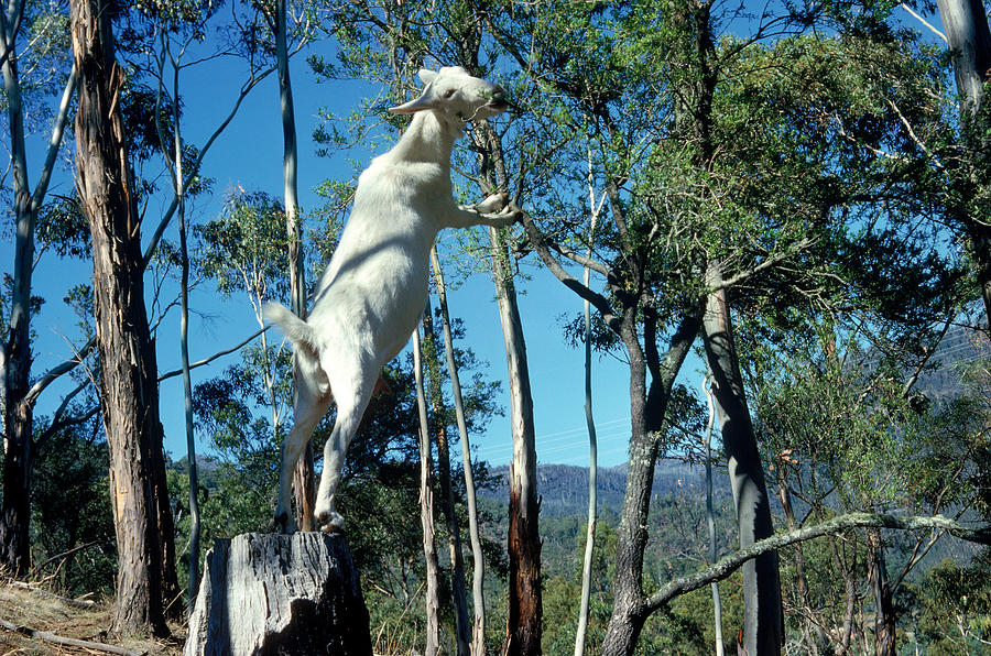 Standard Size Goat Deposit