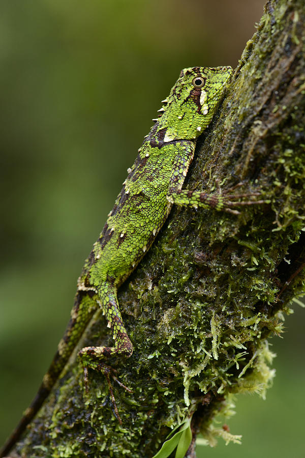 Sabah Eyebrow Lizard Mt Kinabalu Np Photograph by Chien Lee