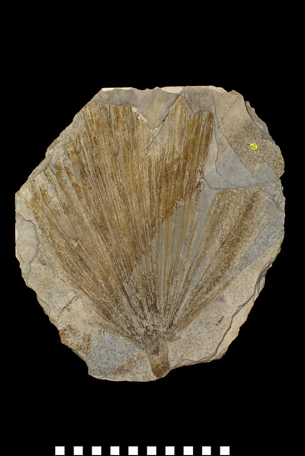 Sabal Comanonis Plant Fossil Photograph by Natural History Museum, London/science Photo Library