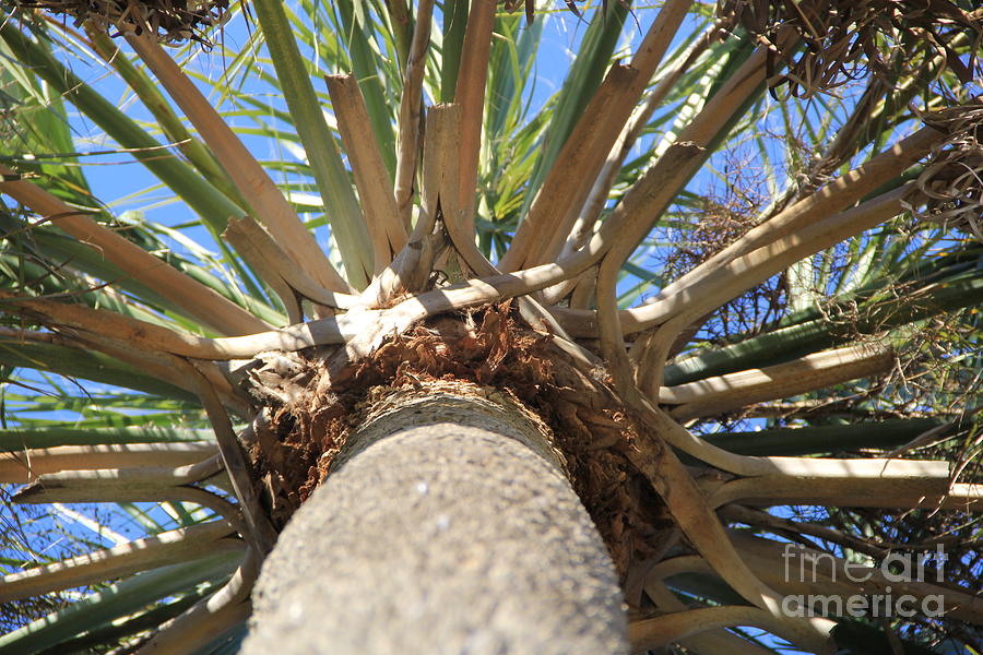Sabal Palm Photograph by Richard Amble