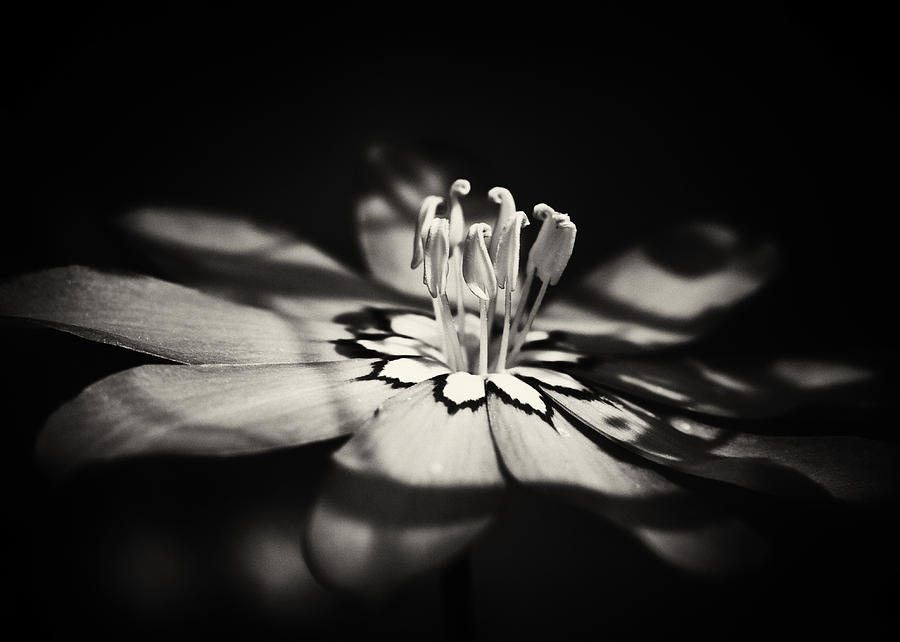 Black And White Photograph - Sabatia by Patrick Lynch