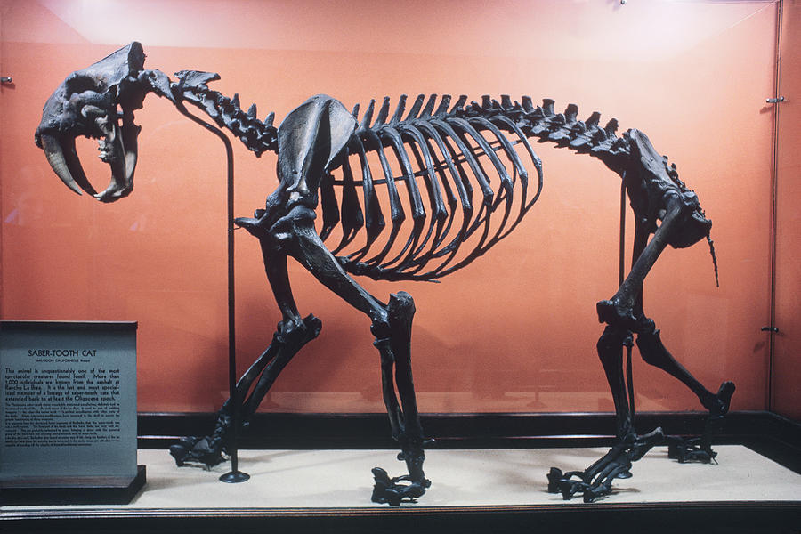 Saber-tooth Cat Skeleton Photograph by Earl Scott