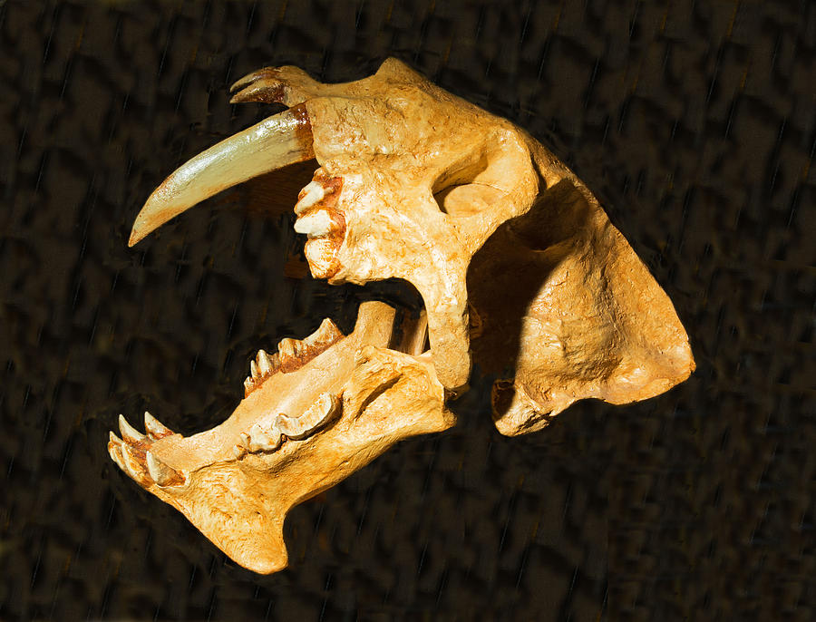 Saber Tooth Cat Skull Fossil Photograph by Millard H. Sharp