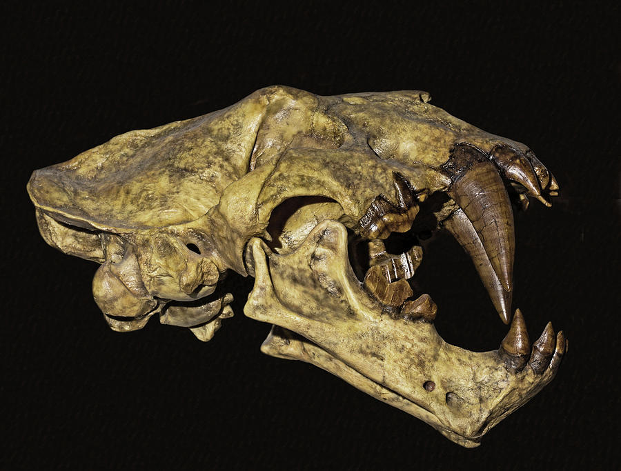 Saber Tooth Cat Xenosmilus Skull Photograph by Millard H. Sharp