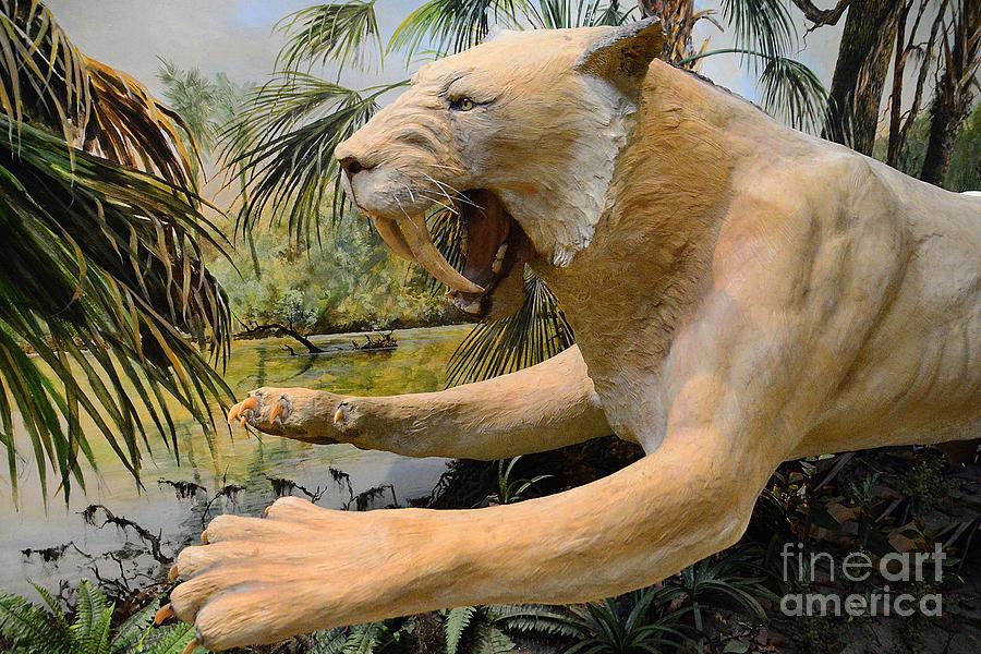 Saber Toothed Tiger Photograph by Cindy Manero