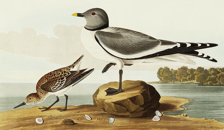 John James Audubon Photograph - Sabines Gull And Sanderling by Natural History Museum, London/science Photo Library