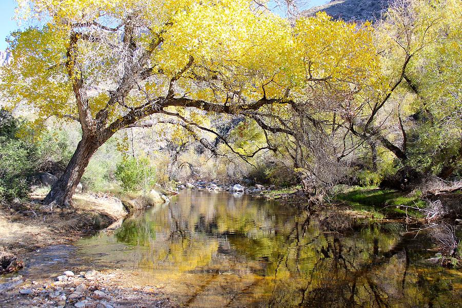 Sabino Canyon Creek Photograph by Kume Bryant