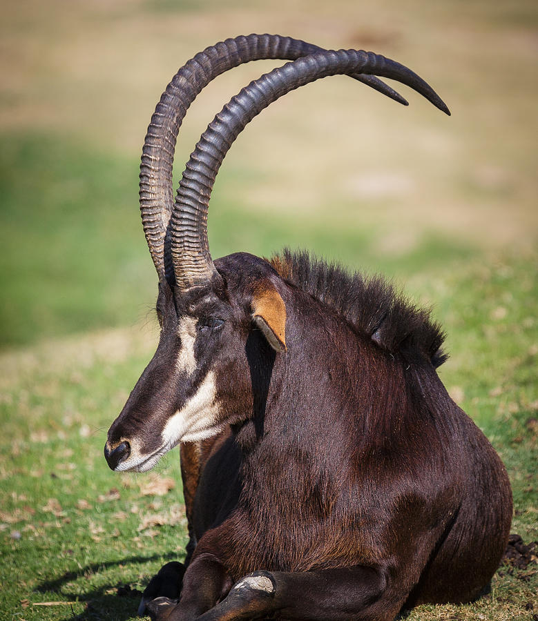Sable Antelope Photograph by Matthew Onheiber