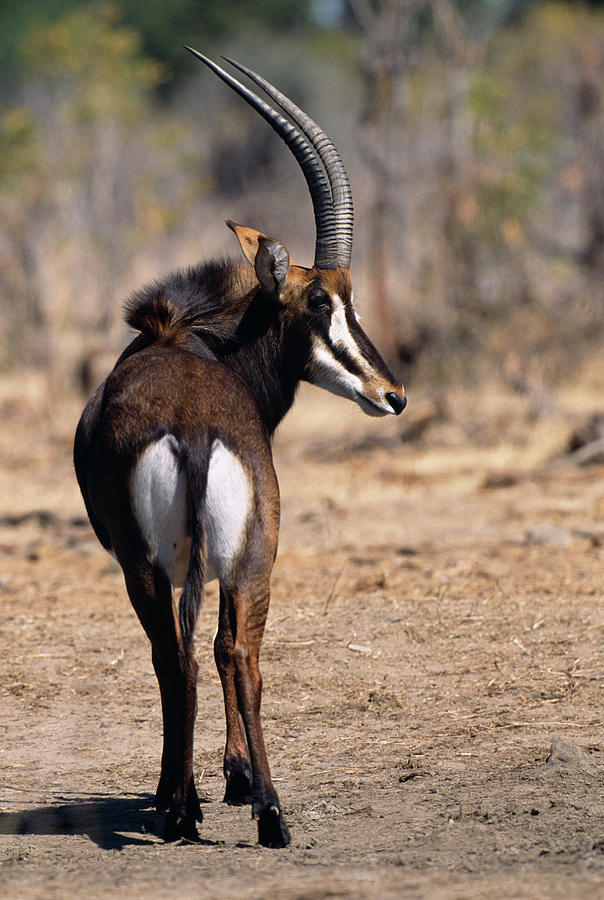 Sable Antelope Photograph By Tony Camachoscience Photo Library Pixels