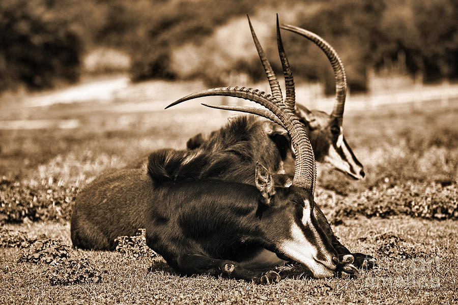 Mammal Photograph - Sable Antelope V4 by Douglas Barnard