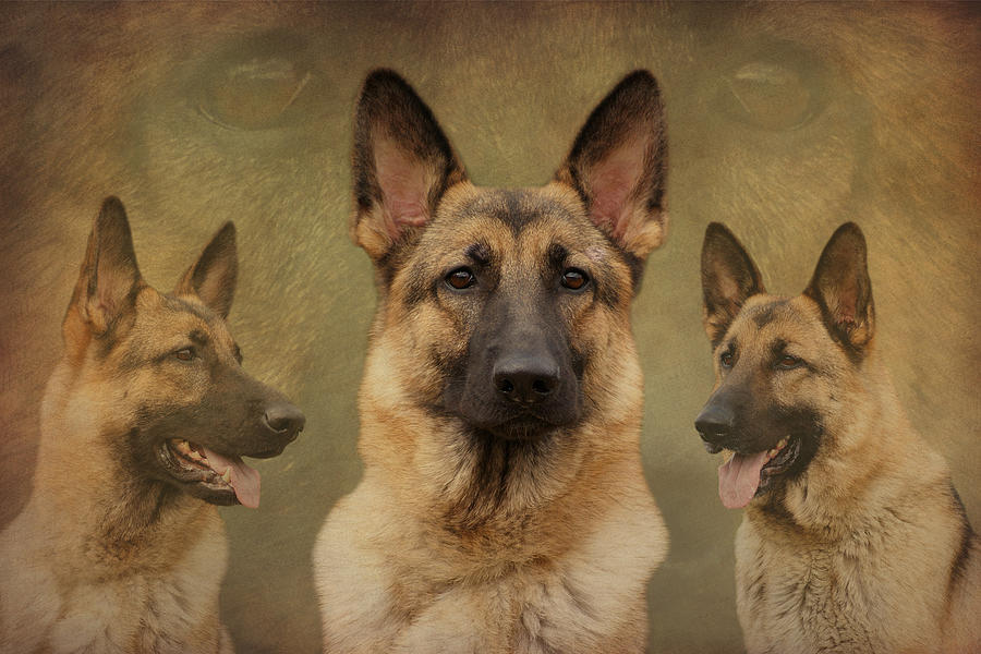 Sable German Shepherd Collage Photograph by Sandy Keeton