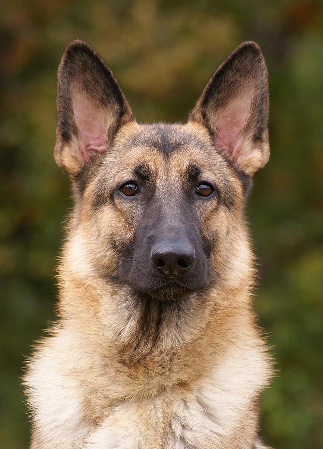 German Shepherd Photograph - Sable German Shepherd Dog by Sandy Keeton