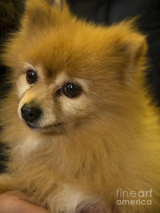 Pomeranian Photograph - Sable Pomeranian by Gillian Singleton