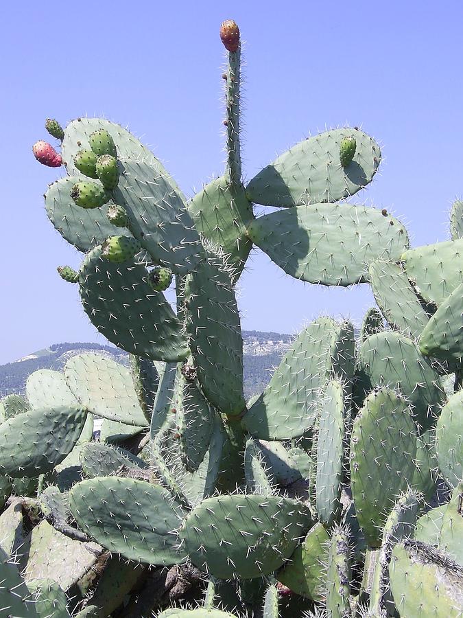 Sabra Cactus with Pears Photograph by Esther Newman-Cohen