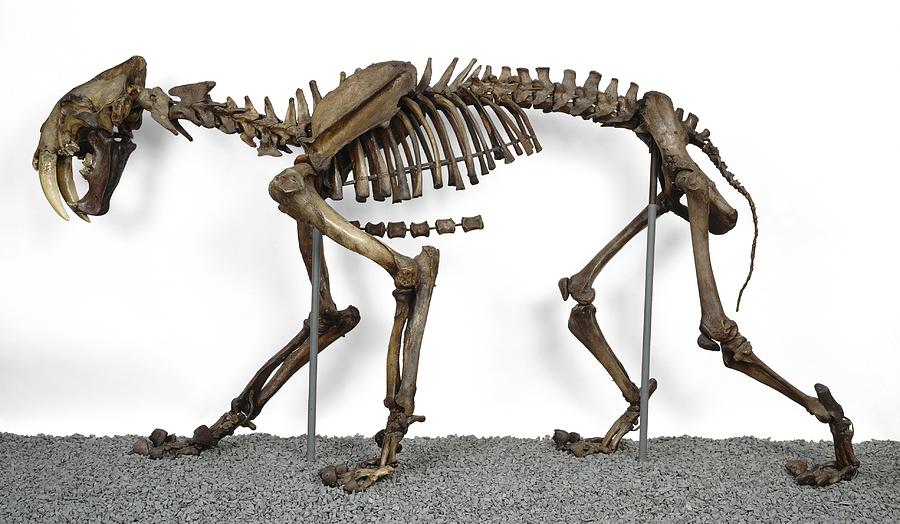 Prehistoric Photograph - Sabre-toothed cat, fossil skeleton by Science Photo Library