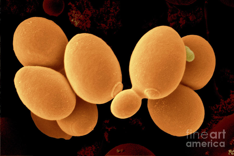 Saccharomyces Cerevisiae Photograph by Scimat