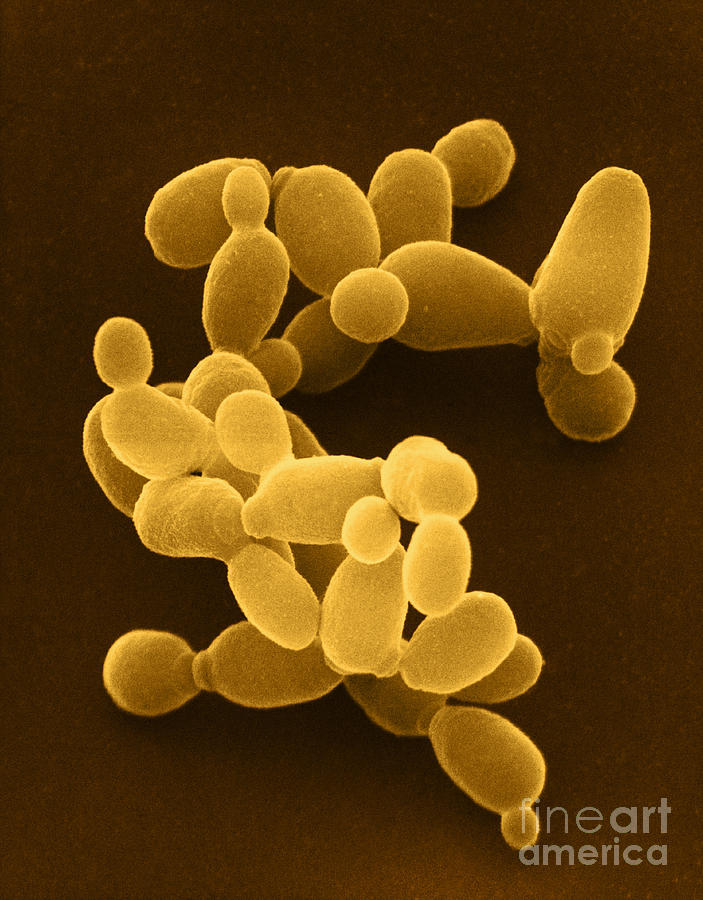 Saccharomyces Cerevisiae Yeast, Sem Photograph by David M. Phillips