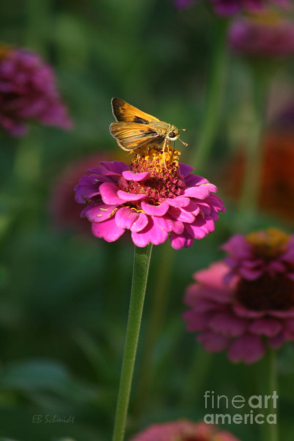 Sachem Butterfly Photograph by E B Schmidt