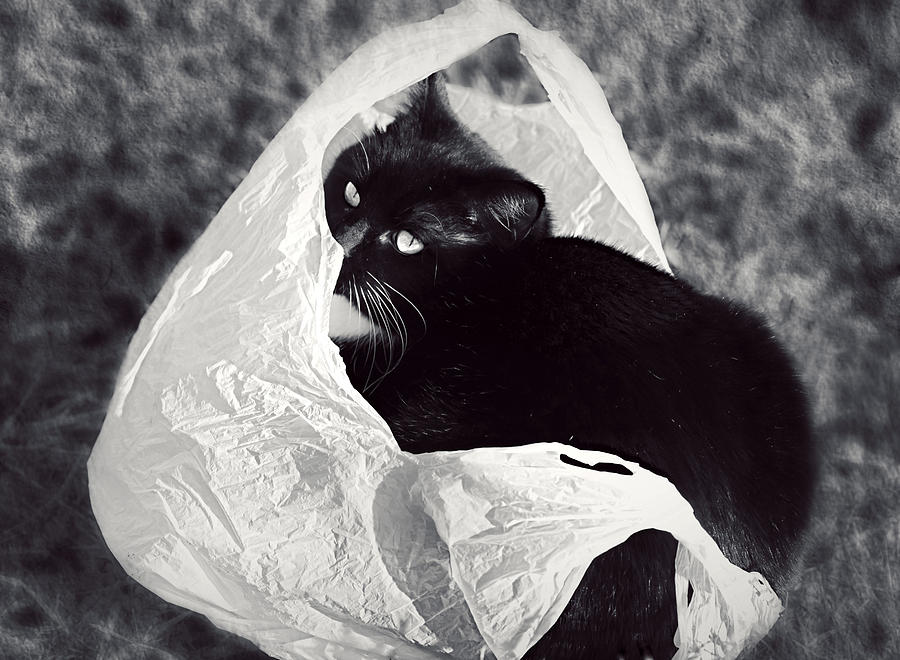 Cat Photograph - Sack Ninja by Melanie Lankford Photography