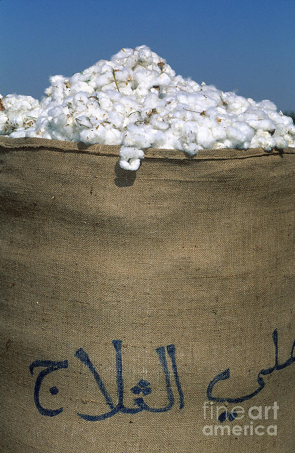 Sack Of Cotton, Syria Photograph by Adam Sylvester